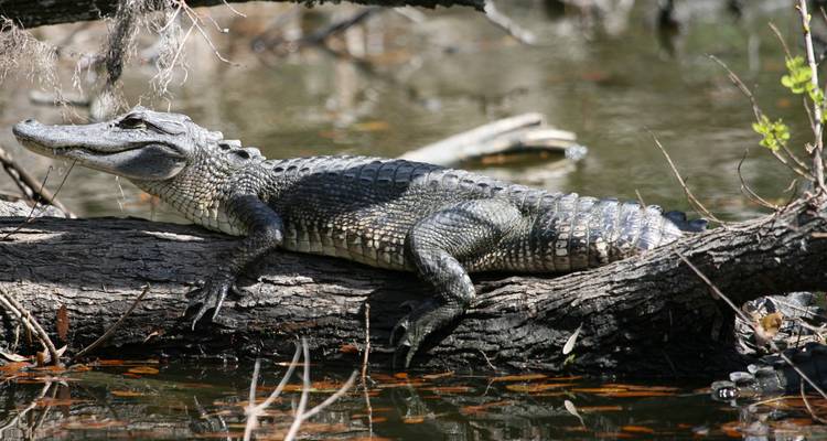 Alligator resting on a fallen log in a swampy bayou with calm water and vegetation.