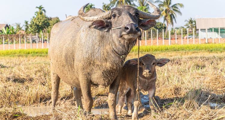 Water buffalo and calf in a muddy field.