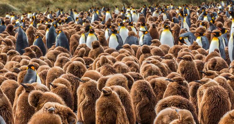 Ultimate Chilean Fjords & Antarctica 30 Days (from Callao to Buenos Aires) - Scenic Luxury Cruises & Tours