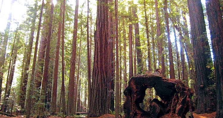 Pacific Northwest & California featuring Washington, Oregon and California (11 destinations) - Collette