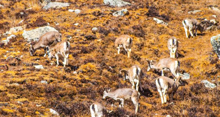 Wilde Ziegen weiden auf einem steinigen Feld.