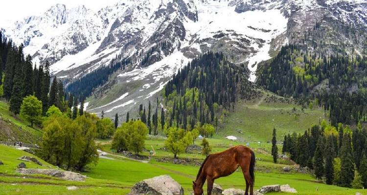 Un cheval qui broute dans une vallée luxuriante avec des montagnes enneigées.