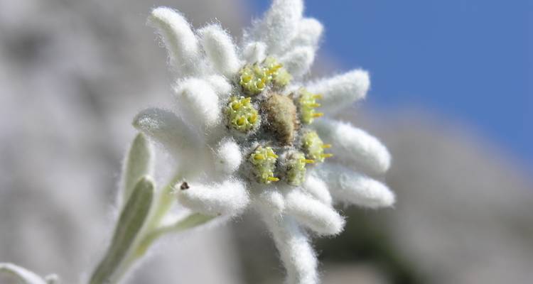 Gros plan d'une fleur d'edelweiss blanche.
