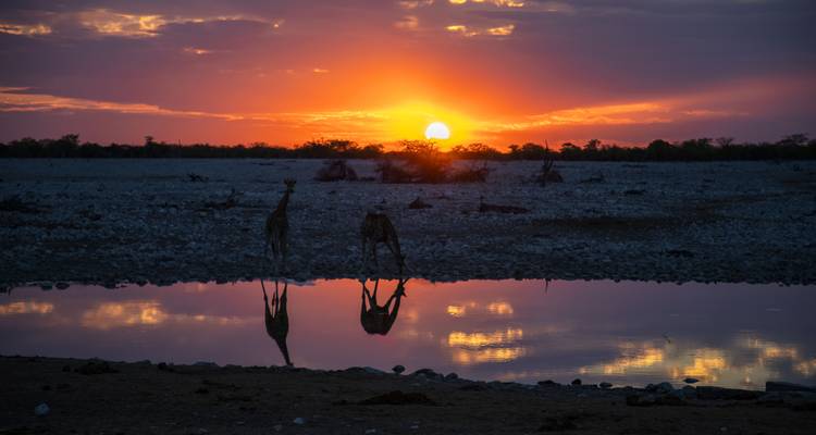 Atardecer sobre un abrevadero con jirafas.