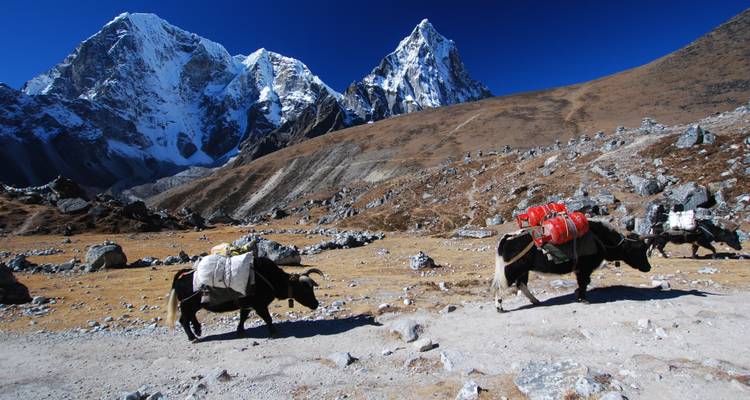 Yaks cargando equipaje en un paisaje montañoso.