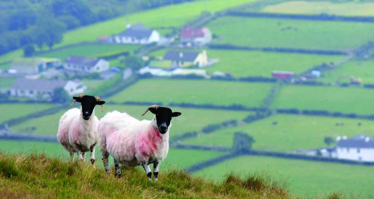Two woolly sheep stand on a grassy hillside overlooking patchwork Irish farmland.