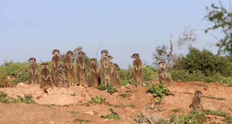 Gruppe von Erdmännchen, die auf einem Erdhügel stehen.