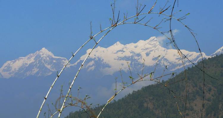 Les pics enneigés de l'Himalaya encadrés par des tiges de bambou courbes sur un ciel bleu dégagé.