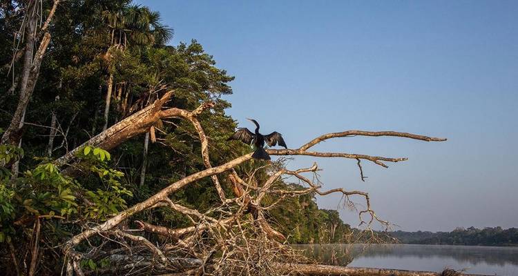Birds on branches near a calm river.