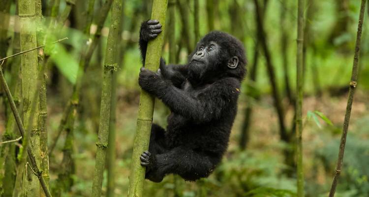 Ugandan Odyssey - GoExplore Safaris