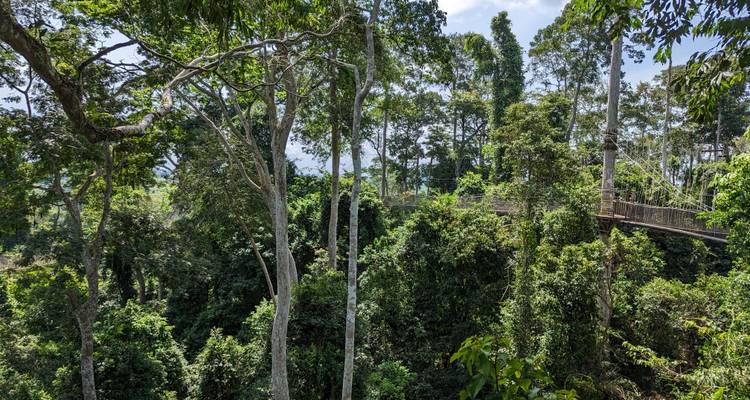Un sendero de dosel entre densa vegetación del bosque.