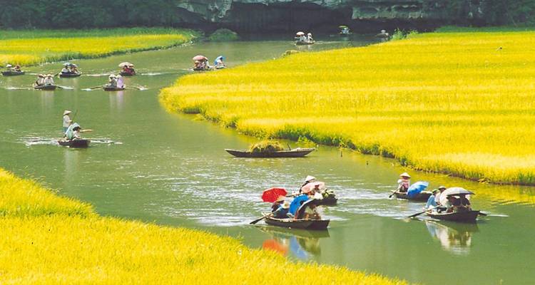Filas de pequeñas barcas con remeros de sombreros cónicos se deslizan por dorados arrozales en un río tranquilo.