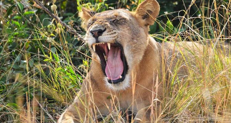 Chimps and Big Game Adventure - GoExplore Safaris