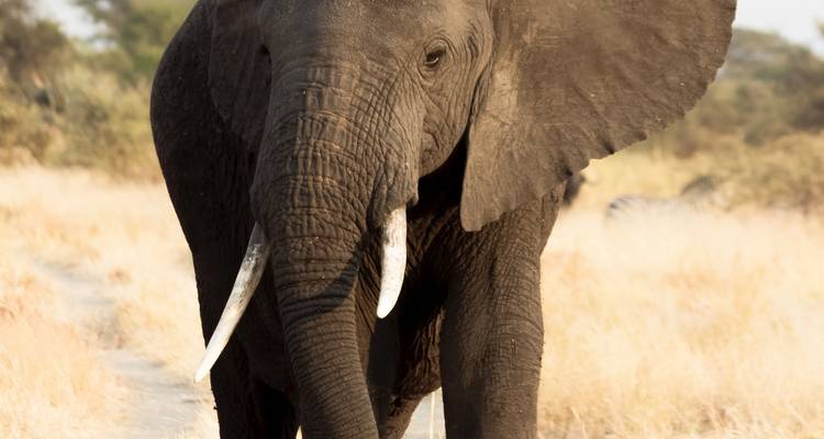 Olifant loopt naar de camera in een grasveld.