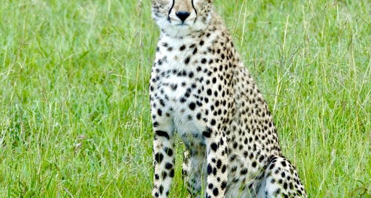 Cheetah zit in het gras en kijkt aandachtig toe.