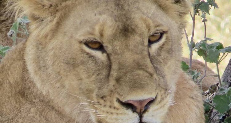 Close-up van het gezicht van een leeuw met een geconcentreerde uitdrukking.