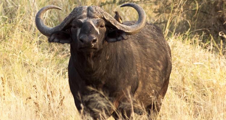 Buffel staat in hoog gras, van dichtbij vastgelegd.