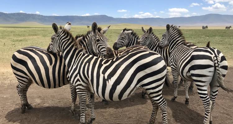 Kudde zebra's staat dicht op elkaar in de savanne.