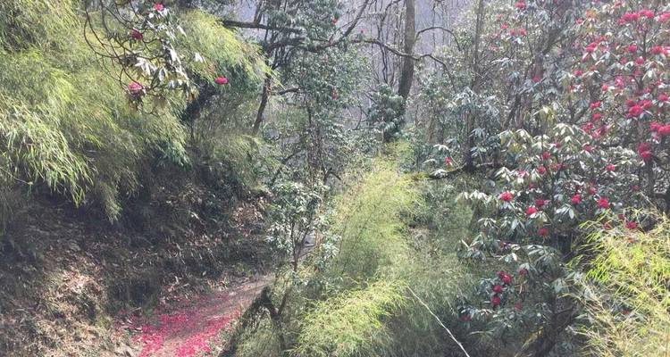Forest path lined with green foliage and red flowers.