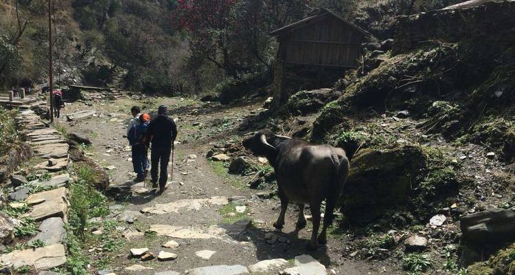 Hikers walking along a trail with a buffalo nearby.