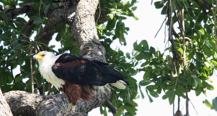 Águila pescadora africana posada en la rama de un árbol.