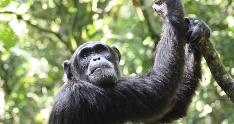 Chimpancé en un entorno forestal.
