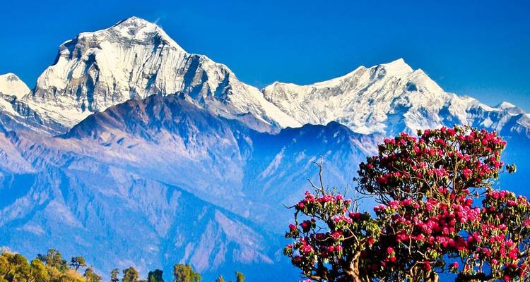 Des rhododendrons en fleurs avec des montagnes enneigées en arrière-plan au Népal.