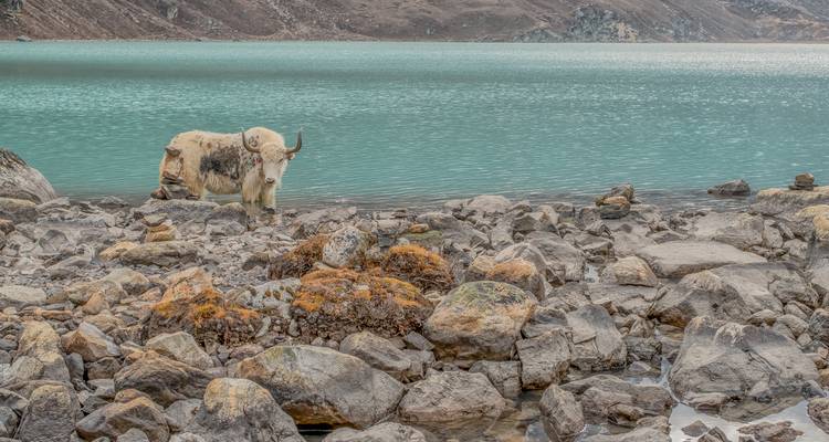 Ein Yak, das auf felsigem Gelände an einem türkisfarbenen See steht.