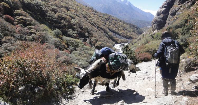 Un excursionista y un yak en un sendero de montaña.
