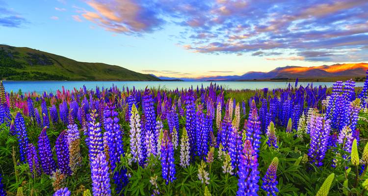 A vibrant field of purple and pink lupins beside a tranquil lake at dawn.