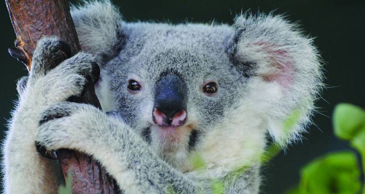 Close-up of a koala clutching a tree trunk, its soft fur in sharp detail.