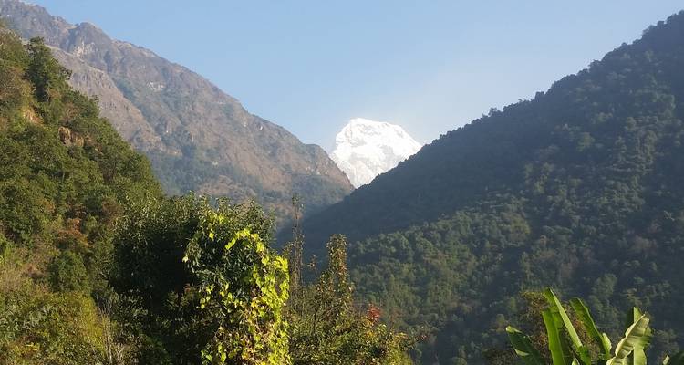 Bergspitze sichtbar durch ein Tal voller Bäume.
