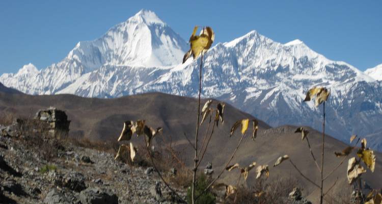 Imagen borrosa de picos montañosos distantes with vegetación seca en primer plano.