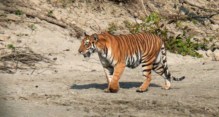 Tigre marchant sur un terrain sablonneux avec de la végétation en arrière-plan.