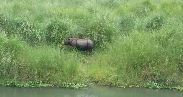Nashorn im hohen Gras neben einem Gewässer.