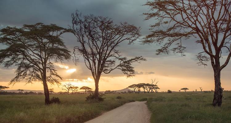 Route de terre sinueuse serpentant à travers des acacias en savane ouverte au coucher du soleil avec une lumière dorée dramatique.