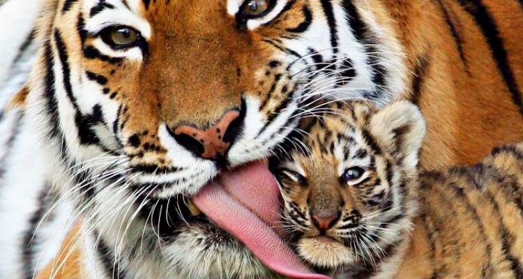 Golden Triangle Tour With Ranthambore - World Travel Experiences