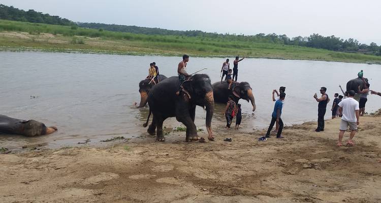 Personas montando elefantes junto a un río con orillas cubiertas de hierba.