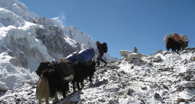 Een persoon op trektocht met een groep yaks die lasten dragen, besneeuwd landschap.