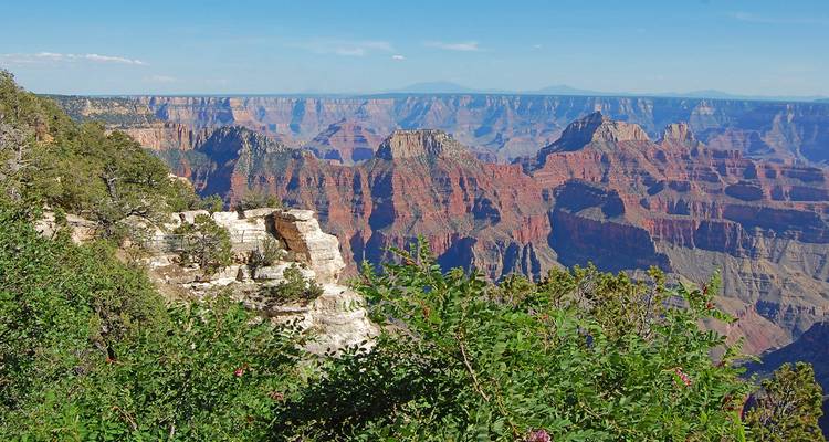Vue panoramique sur les falaises stratifiées et les mesas du Grand Canyon avec des arbustes verts au premier plan.