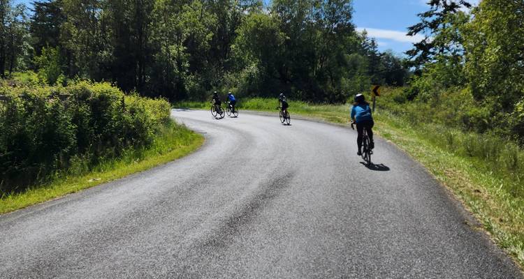 Radfahrer fahren auf einer kurvigen Straße, umgeben von Bäumen und Grün.