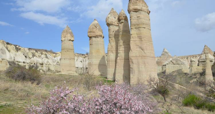 Blooming flowers in front of tall rock formations known as fairy chimneys.