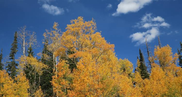 Arbres d'automne aux feuilles colorées sous un ciel bleu.