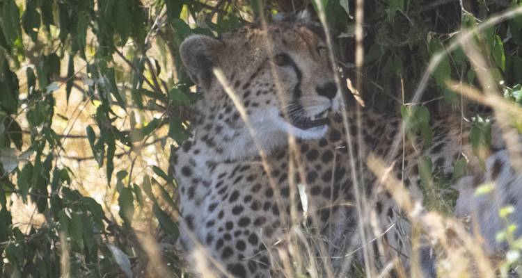 Guépard qui se cache dans les buissons.