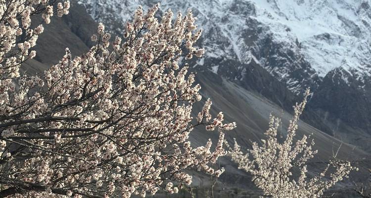 Branches de fleurs d'abricotier en gros plan contrastant avec les pics enneigés et escarpés.