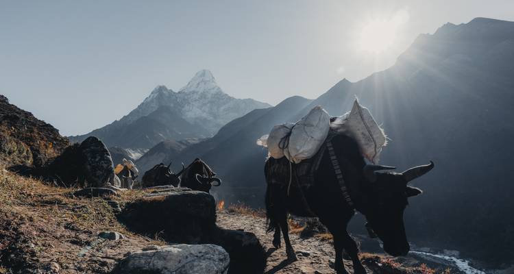 Los yaks de carga suben por un sendero rocoso del Himalaya bajo el sol brillante con picos nevados de fondo.