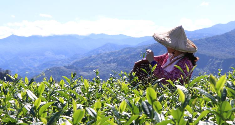 Persona cosechando hojas de té en un entorno montañoso pintoresco.