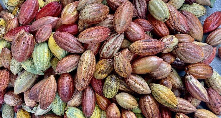 Un tas de cabosses de cacao colorées.