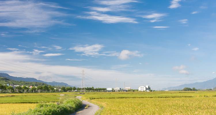 Expansive rural plain of golden rice paddies stretches beneath a bright blue sky and distant mountains.