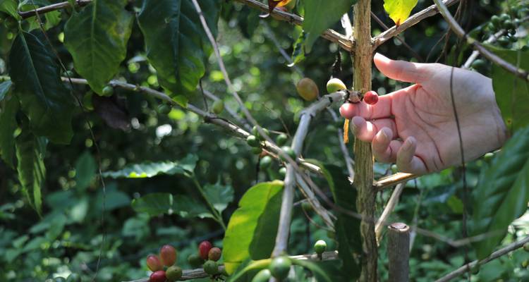 Primer plano de una mano recogiendo cerezas de café maduras de una rama frondosa en el bosque.